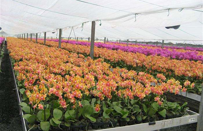 蝴蝶蘭花卉多少錢一棵?2020年蝴蝶蘭花卉價格最新行情預測