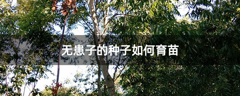 無患子的種子如何育苗