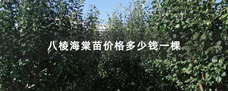 八棱海棠苗價(jià)格多少錢一棵
