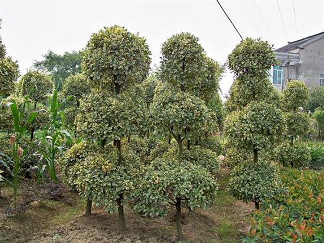 金邊黃楊怎么養?金邊黃楊養殖方法和注意事項