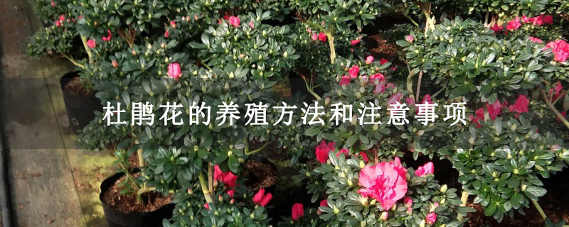 杜鵑花的養(yǎng)殖方法和注意事項
