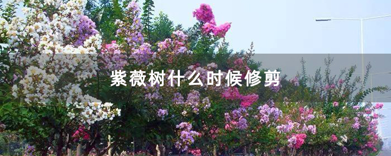 紫薇樹什么時候修剪