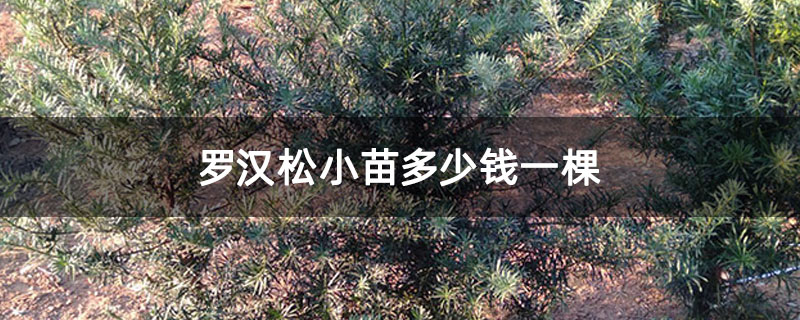 羅漢松小苗多少錢一棵