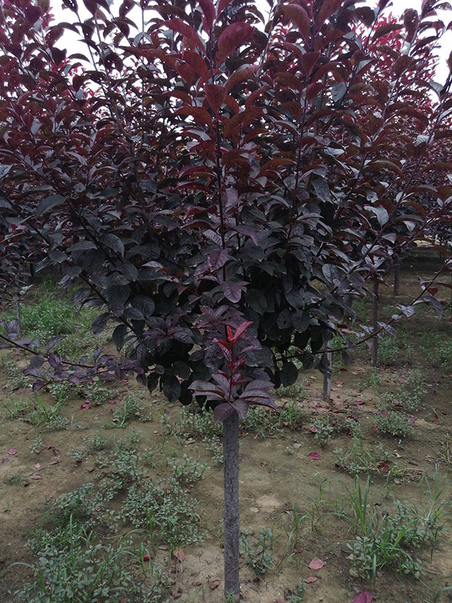 紅葉李