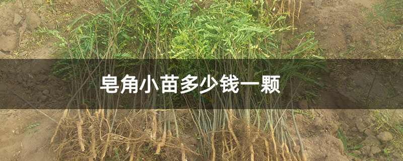皂角小苗多少錢一顆