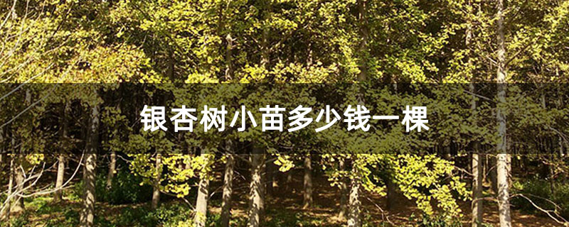銀杏樹小苗多少錢一棵