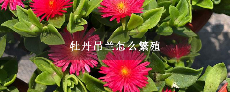 牡丹吊蘭怎么繁殖