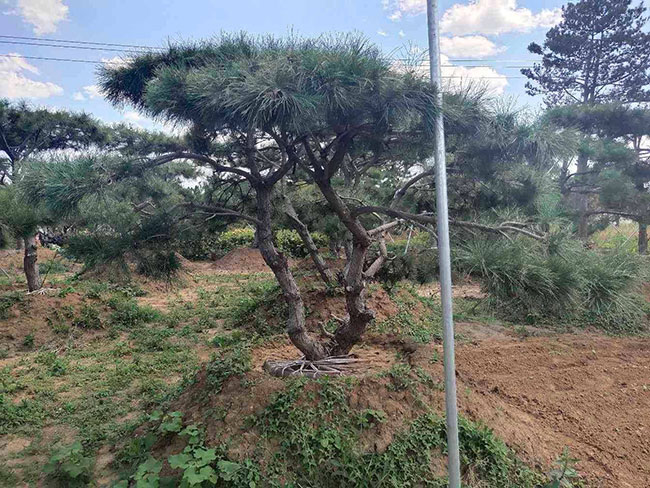 造型黑松多少錢一棵?黑松種植方法