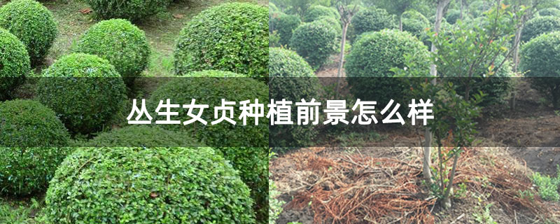 叢生女貞前景