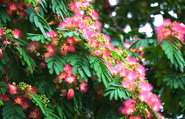 產(chǎn)地實(shí)拍合歡花04.jpg