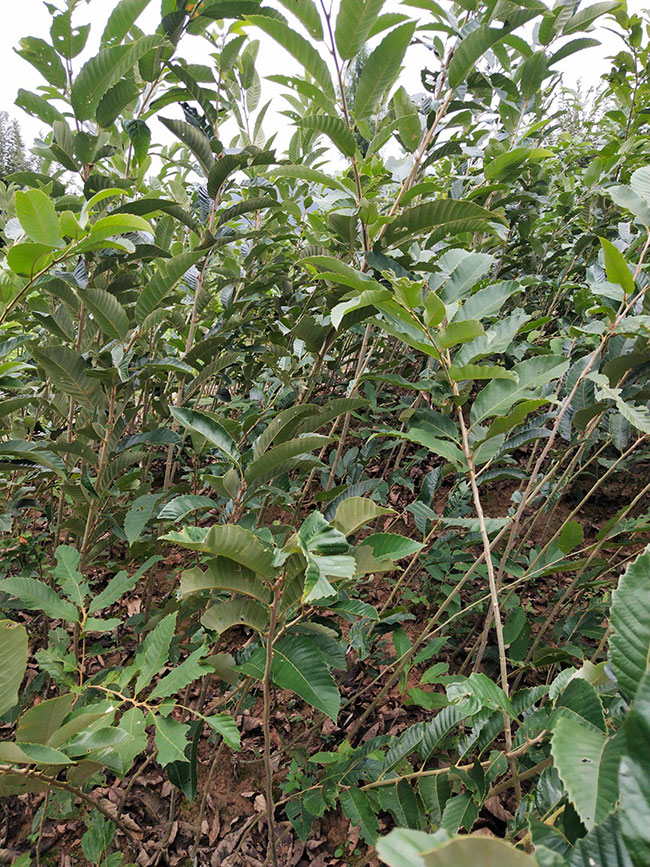 板栗苗多少錢一棵?板栗苗哪個品種最好? 板栗苗多少錢一棵?板栗苗哪個品種最好?