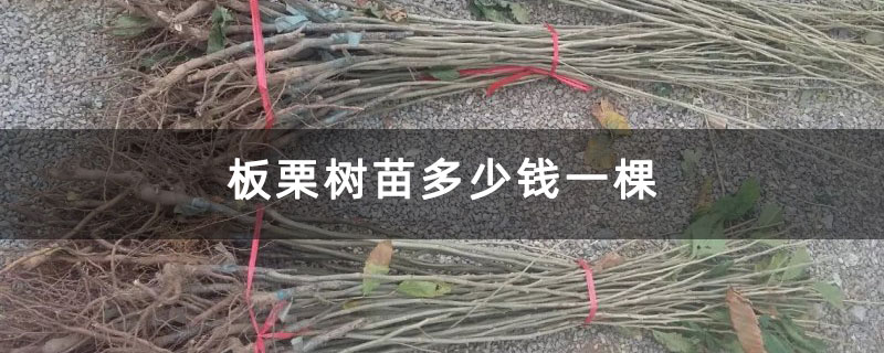 板栗樹苗多少錢一棵 板栗樹苗多少錢一棵