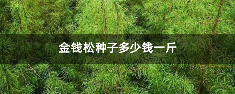 金錢松種子多少錢一斤