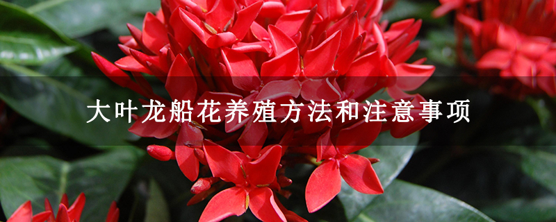 大葉龍船花養殖方法和注意事項
