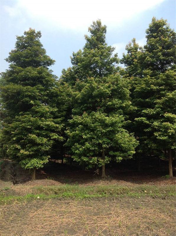 小葉楨楠圖片江蘇小葉楨楠基地實拍圖