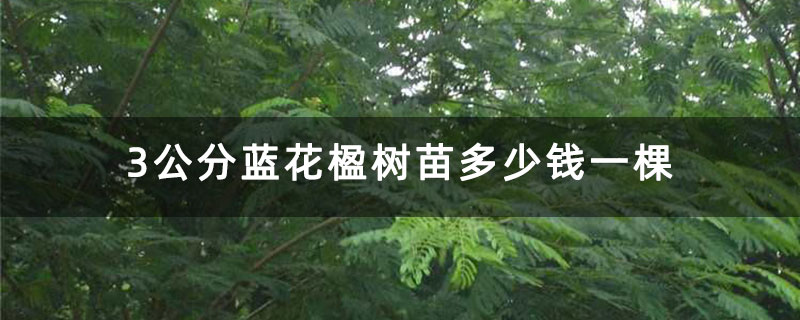 3公分藍(lán)花楹樹(shù)苗多少錢(qián)一棵