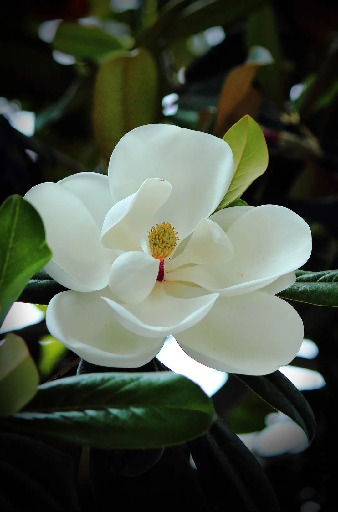 1673452909238747.jpg 微信圖片_20230112000109.jpg