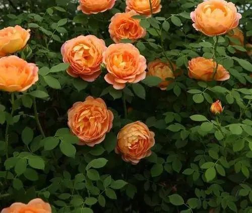 1673783629107570.jpg 微信圖片_20221126211610.jpg