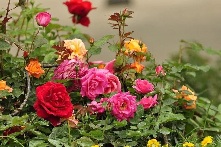 1673783645325849.jpg 微信圖片_20221126211636.jpg