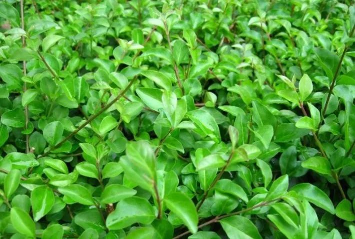 1675196362147015.jpg 微信圖片_20221128205647.jpg