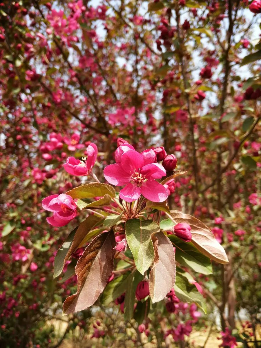 1676898695132256.jpg 北美海棠2.jpg