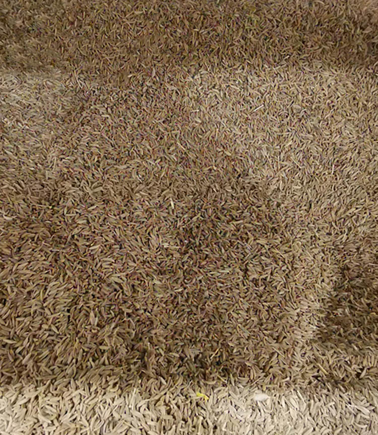 孜然種子 孜然種子