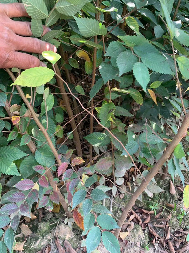 櫸樹(shù)是景區(qū)綠化中最常用園林植物，觀賞價(jià)值極高，經(jīng)常作為行道樹(shù)或者觀賞樹(shù)，也可以群植栽種成風(fēng)景。紅櫸樹(shù)抗污染能力十分強(qiáng)悍，不僅樹(shù)姿優(yōu)美，高大雄偉，還可以吸收有害氣體，抗風(fēng)能力強(qiáng)，不易伏倒。那么，紅櫸樹(shù)未來(lái)十年前景如何?紅櫸樹(shù)種植多久成才?下面我們一起來(lái)看看吧!  一、紅櫸樹(shù)未來(lái)十年前景如何? 1、觀賞 紅櫸樹(shù)生長(zhǎng)快，樹(shù)干通直，樹(shù)姿優(yōu)美，枝葉繁茂，春季開(kāi)花，秋季葉子會(huì)變成紅色，觀賞性極高。 2、綠化 紅櫸樹(shù)環(huán)境適應(yīng)能力強(qiáng)，栽植應(yīng)用廣泛，不僅可以綠化種植，還有不錯(cuò)的抗污染、抗風(fēng)能力，可吸收有害氣體，改善空氣質(zhì)量，植株根深性，可以防風(fēng)固土，經(jīng)常用作護(hù)林帶樹(shù)種和水土保持樹(shù)種。 3、經(jīng)濟(jì) 紅櫸樹(shù)木材堅(jiān)硬、有彈性、并且不會(huì)縮水，木材紋理清晰有光澤，可以用來(lái)制作很多家具和其他器具，經(jīng)濟(jì)價(jià)值很高。 4、前景 櫸樹(shù)的適應(yīng)能力強(qiáng)，栽植地區(qū)廣泛，發(fā)揮的綠化和生態(tài)價(jià)值比較明顯，經(jīng)常用作生態(tài)綠化樹(shù)種栽植在各大場(chǎng)所，產(chǎn)量和需求量都非常大，種植前景不錯(cuò)。 二、紅櫸樹(shù)種植多久成才? 紅櫸樹(shù)分布地區(qū)廣，目前主要分布在廣東、廣西、貴州、云南、安徽、湖北、湖南等地，南方地區(qū)栽植廣泛。紅櫸樹(shù)幼苗生長(zhǎng)稍慢，種植6—7年后開(kāi)始轉(zhuǎn)快，樹(shù)體七八十年不衰退，百年大樹(shù)仍能正常結(jié)實(shí)。  三、2020紅櫸市場(chǎng)價(jià)格行情 南京市浦口區(qū)來(lái)云園藝場(chǎng)米徑15公分紅櫸1600元一棵; 江蘇 鎮(zhèn)江句容地之緣苗木基地米徑7公分紅櫸80元一棵; 宿遷宏洲園林綠化工程有限公司地徑2公分紅櫸10元一棵; 江蘇南京南京寶泉苗木苗圃場(chǎng)米徑4公分紅櫸28元一棵; 江蘇宿遷三葉園林植物有限公司米徑12公分紅櫸600元一棵。 以上就是關(guān)于紅櫸樹(shù)未來(lái)十年前景如何和紅櫸樹(shù)種植多久成才的相關(guān)介紹，不同地區(qū)不同規(guī)格的紅櫸樹(shù)價(jià)格不一樣，具體要以當(dāng)?shù)匦星闉闇?zhǔn)。以上是中國(guó)花木網(wǎng)提供的紅櫸樹(shù)基地最新報(bào)價(jià)信息，關(guān)注花木網(wǎng)可獲得各產(chǎn)地商城實(shí)時(shí)報(bào)價(jià)，及時(shí)掌握苗木行情，做活苗木生意。