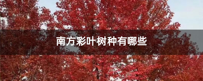 南方彩葉樹種有哪些