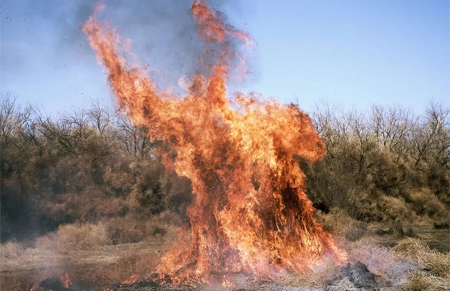 風(fēng)滾草 風(fēng)滾草