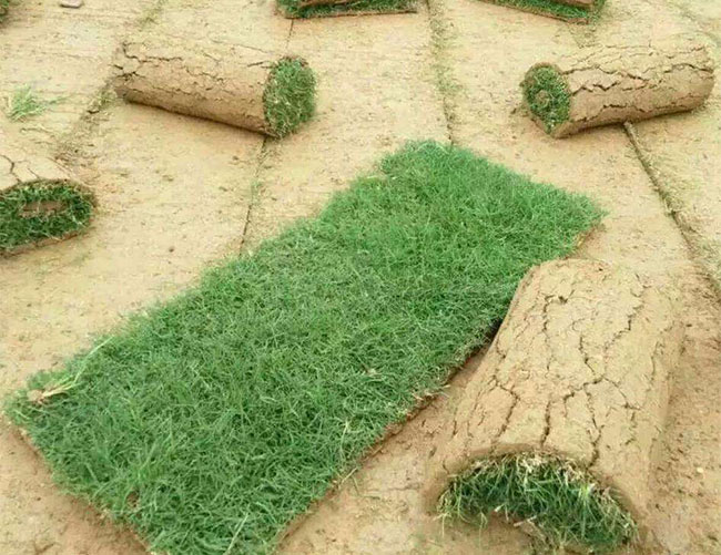 矮生百慕大和果嶺草哪個好?百慕大與果嶺草區別