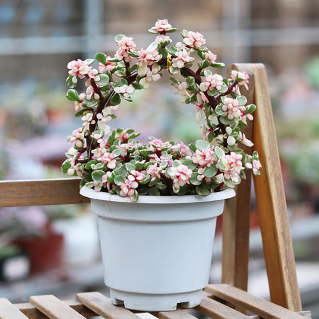 5種便宜花卉，越養(yǎng)越值錢