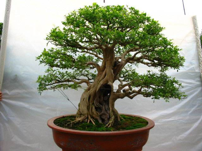 5種便宜花卉，越養(yǎng)越值錢