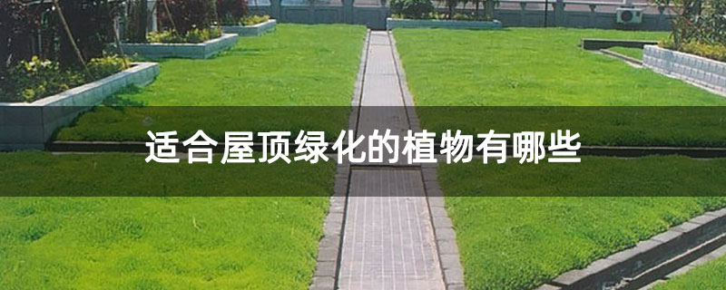適合屋頂綠化的植物有哪些