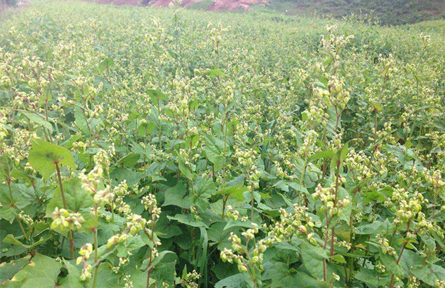 苦蕎麥價(jià)格多少錢一棵?苦蕎麥如何種植?