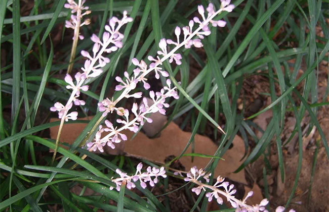 耐陰草坪品種有哪些?喜陰的草坪植物介紹 耐陰草坪品種有哪些?喜陰的草坪植物介紹