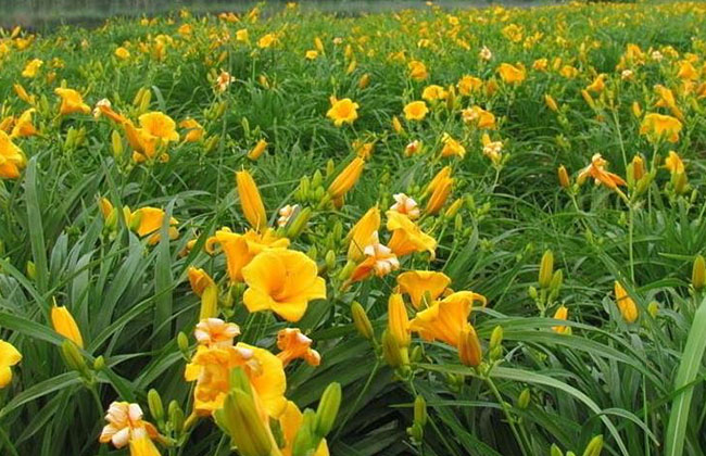 萱草的花語是什么?萱草的寓意和象征