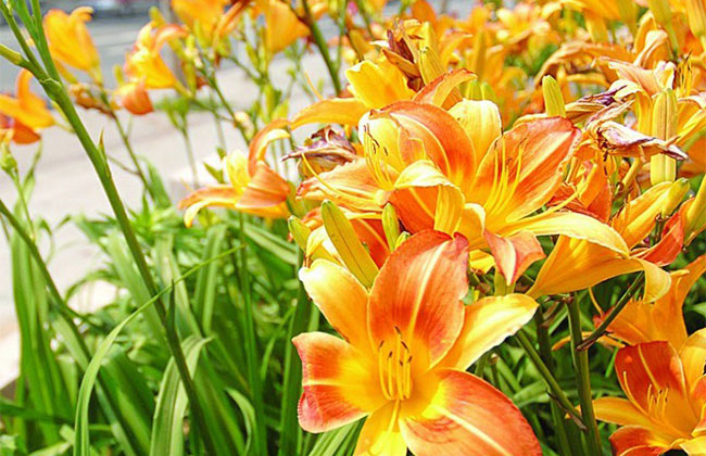 萱草的花語是什么?萱草的寓意和象征