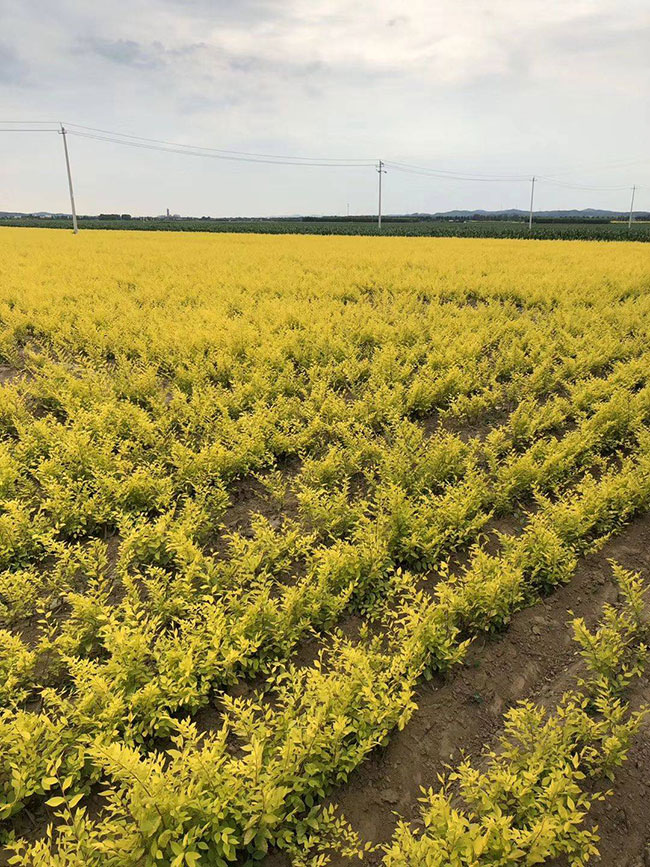 什么是白榆?家榆和白榆有什么區(qū)別? 什么是白榆?家榆和白榆有什么區(qū)別?