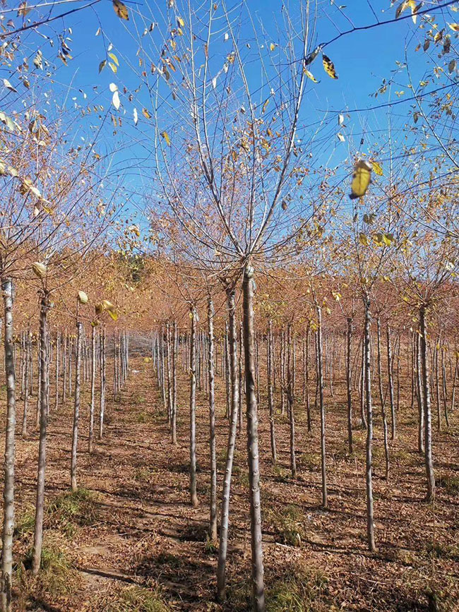 什么是白榆?家榆和白榆有什么區(qū)別? 什么是白榆?家榆和白榆有什么區(qū)別?