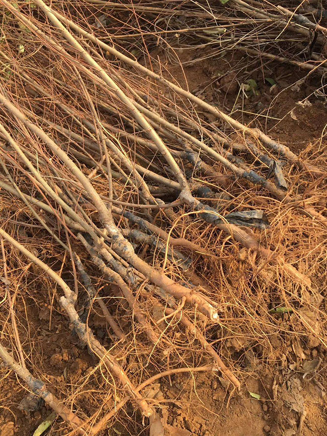 什么是白榆?家榆和白榆有什么區(qū)別? 什么是白榆?家榆和白榆有什么區(qū)別?