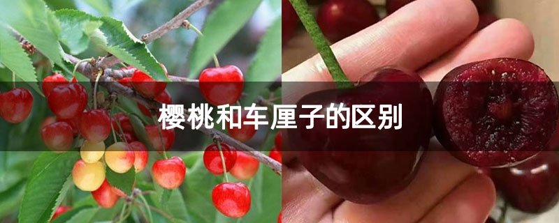 櫻桃和車厘子的區別