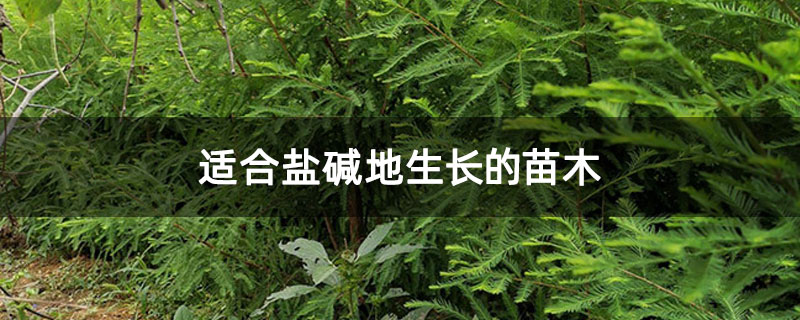 適合鹽堿地生長(zhǎng)的苗木