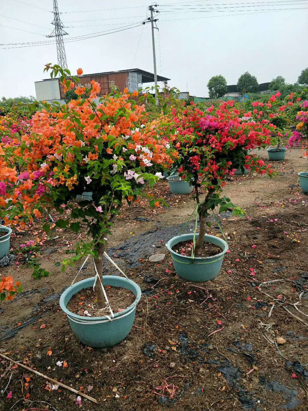 三角梅葉子發黃的處理方法