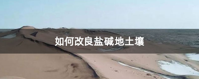 如何改良鹽堿地土壤