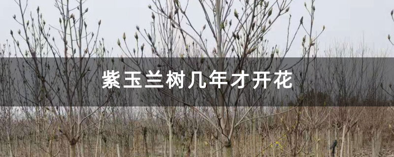 紫玉蘭樹幾年才開花