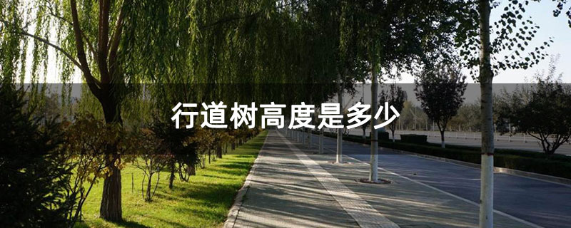 行道樹高度是多少