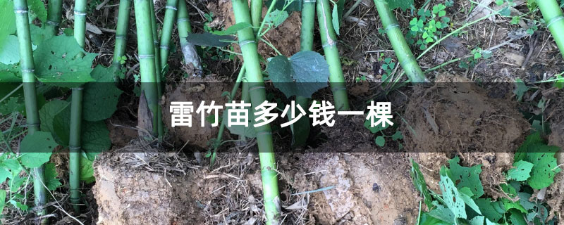 雷竹苗多少錢一棵