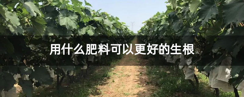 用什么肥料可以更好的生根