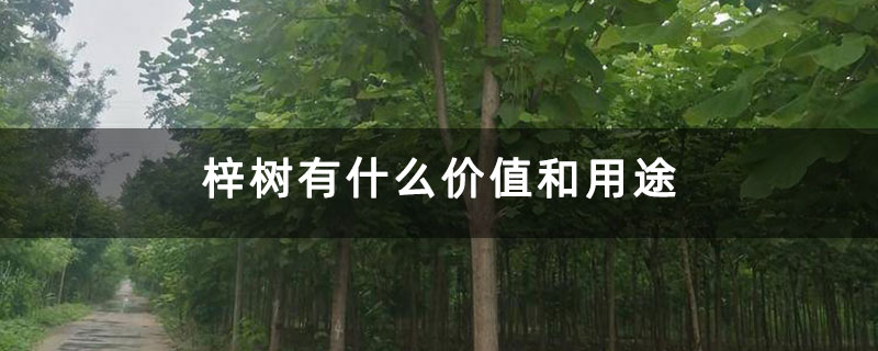 梓樹有什么價(jià)值和用途