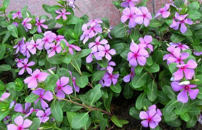 長春花的花語是什么?長春花的寓意和象征